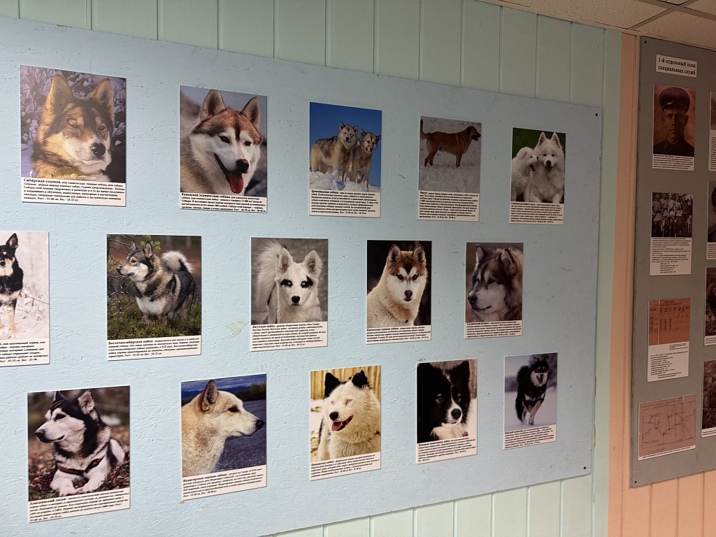 Музей собаки. Изображение 4