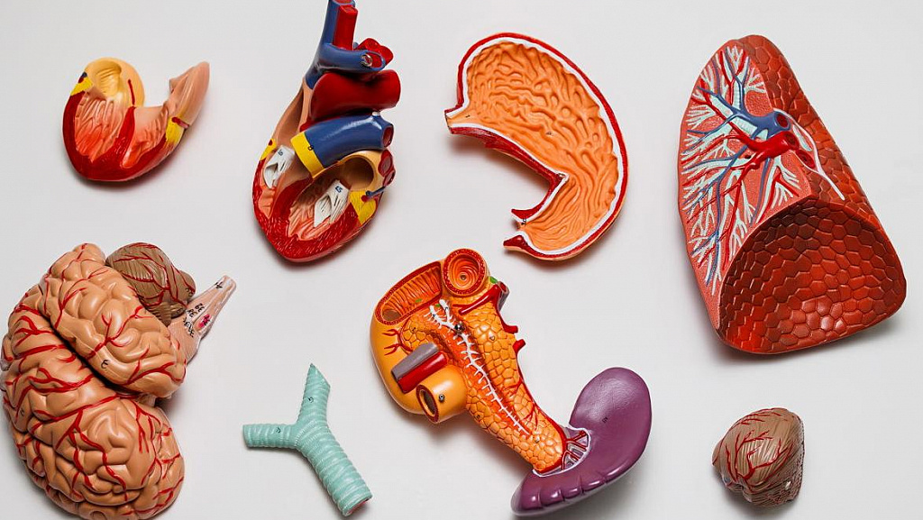 Как устроен человек?. Изображение 1