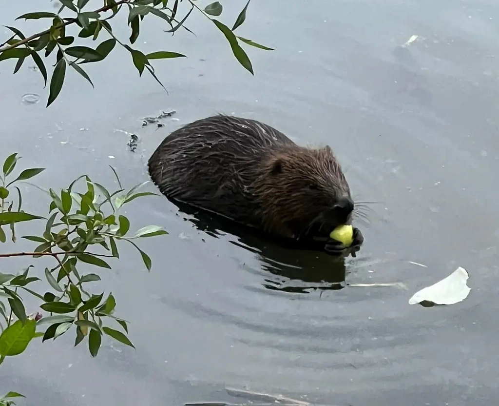 Прогулка "Навстречу бобрам". Изображение 1