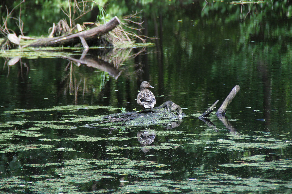Битцевский лесопарк. Изображение 3