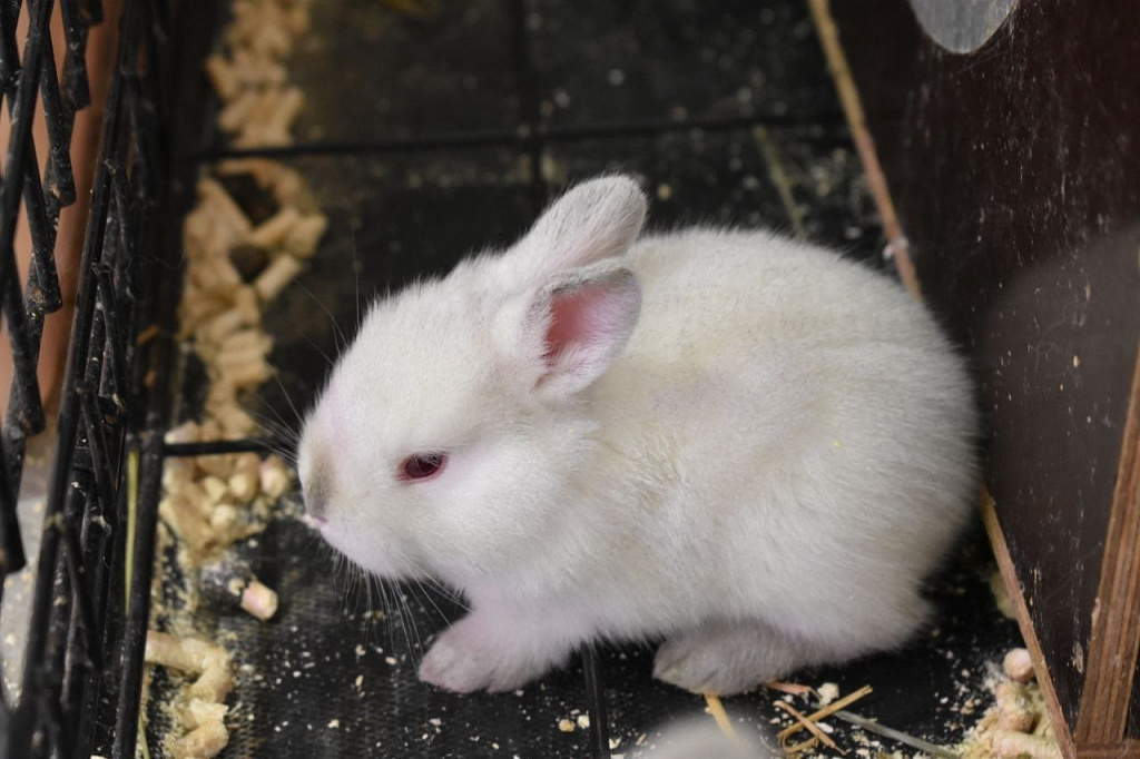 Бар Капибар. Изображение 5