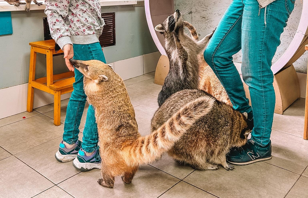 Антикафе "Енот-банда" на Семеновской. Изображение 5