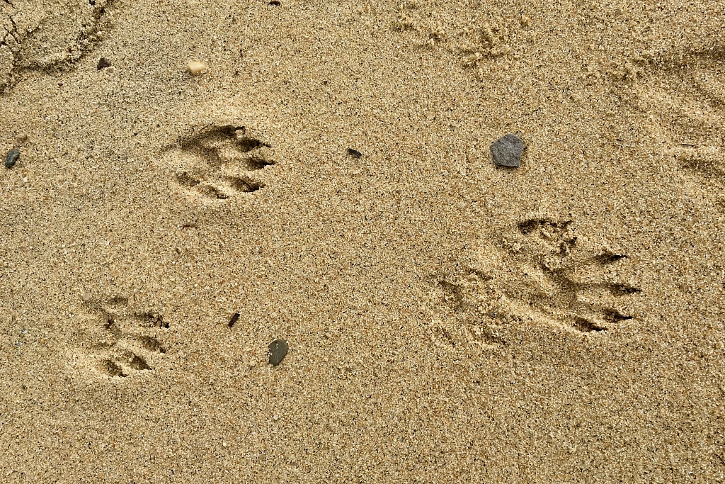 Занятие: Кто оставил след?. Изображение 3