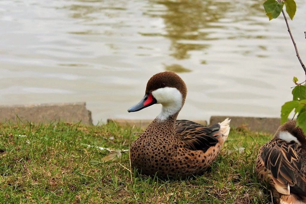 Планета обезьян. Изображение 6