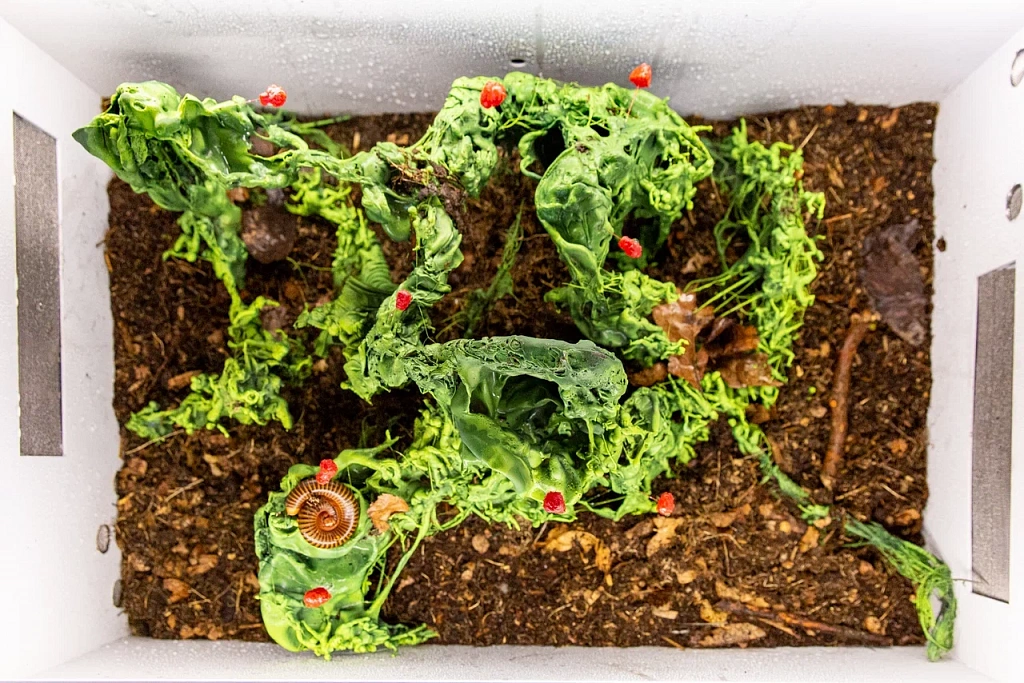 БукашкиФест. Изображение 4