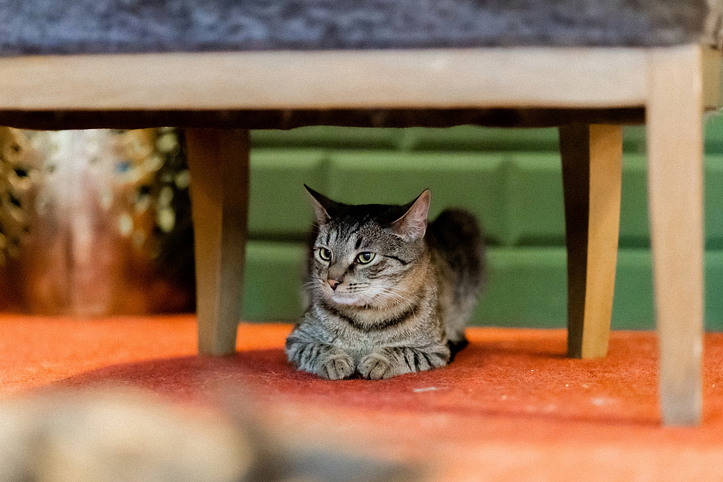 Котокафе "Котики и люди". Изображение 10