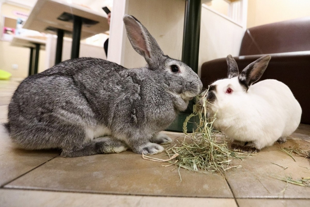 Зайкафе. Изображение 2