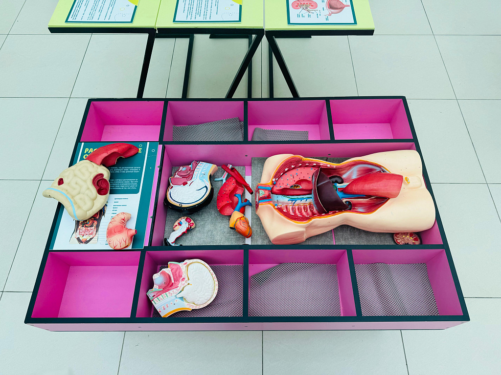 Анатомикум. Изображение 5