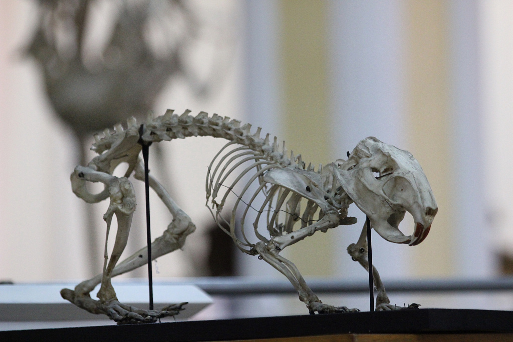 Музей Анатомии им. Б.К. Гиндце. Изображение 8