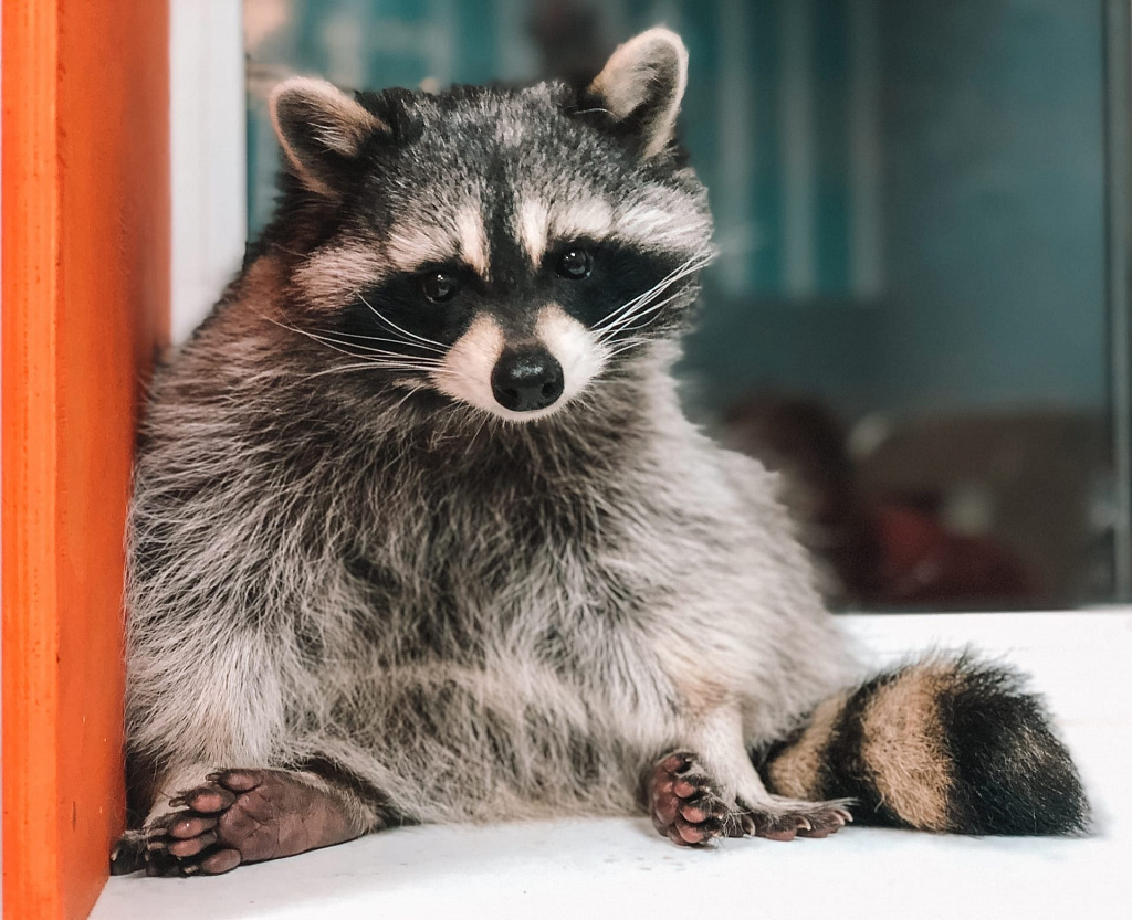 Антикафе "Енот-банда" на Семеновской. Изображение 3