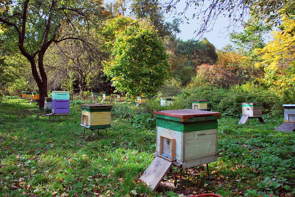 Занятия в экоцентре «Царская пасека». Изображение 3