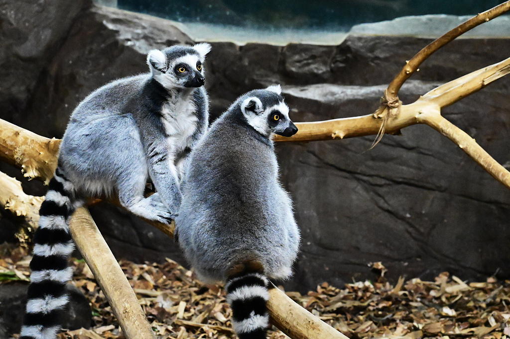 Крокус Сити Океанариум. Изображение 9