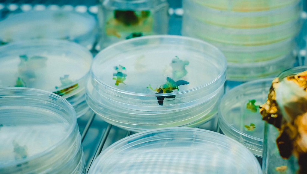 Сити-фермер. Изображение 1