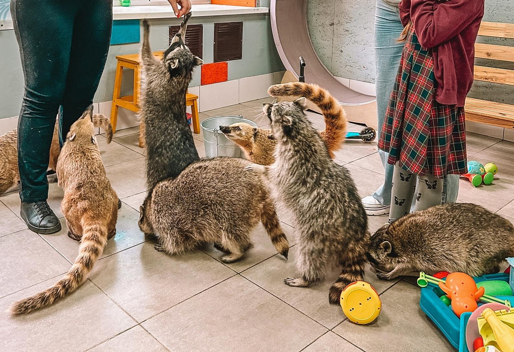 Антикафе "Енот-банда" на Сухаревской. Изображение 1