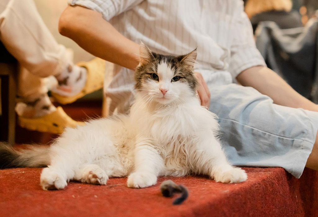 Котокафе "Котики: смена!". Изображение 11