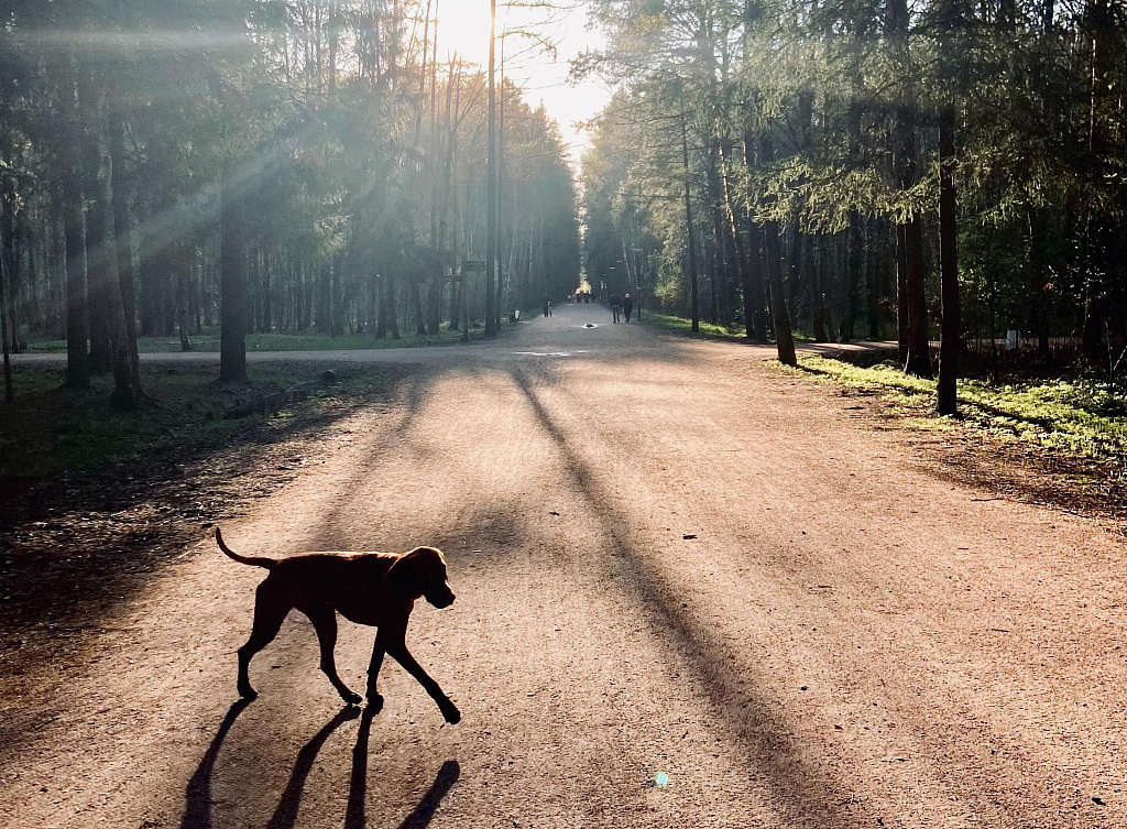 Мещерский парк. Изображение 3