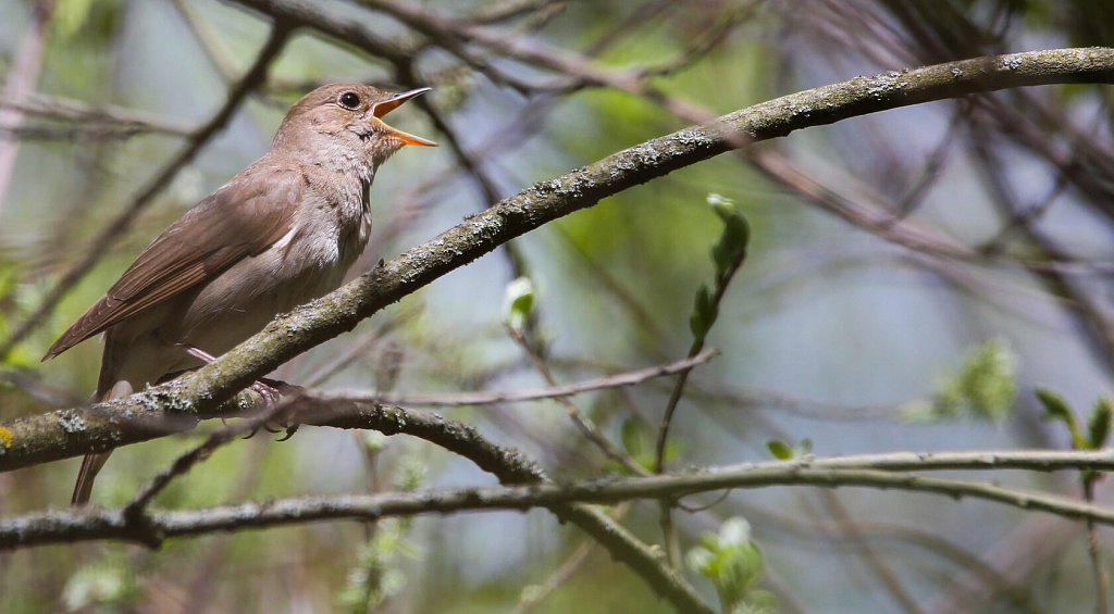 Занятия в экоцентре "Битцевский лес". Изображение 3