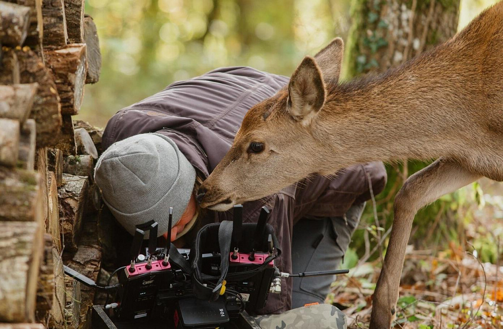 Бемби. История жизни в лесу. Изображение 5