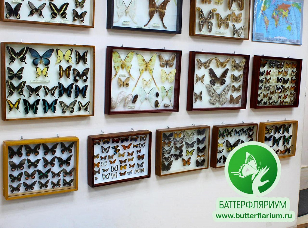 БАТТЕРФЛЯРИУМ на ВДНХ. Изображение 5