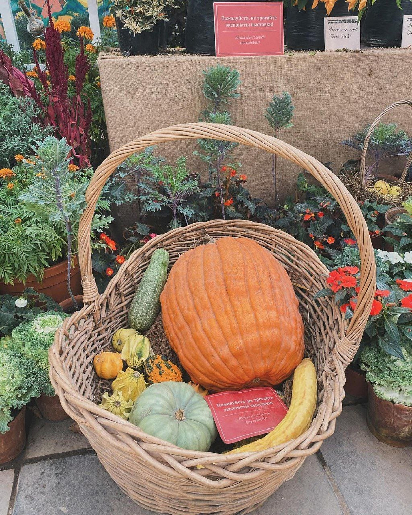 Выставка «Овощи-гиганты». Изображение 3