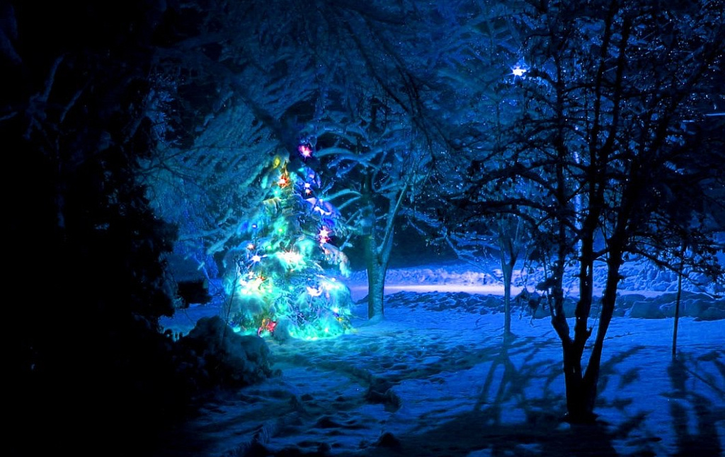 Ёлка в Тайном саду. Изображение 1