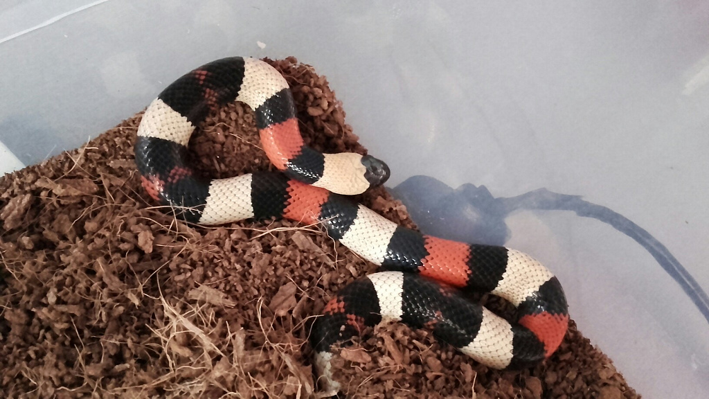 Антикафе с экзотариумом "Жучки-паучки". Изображение 5