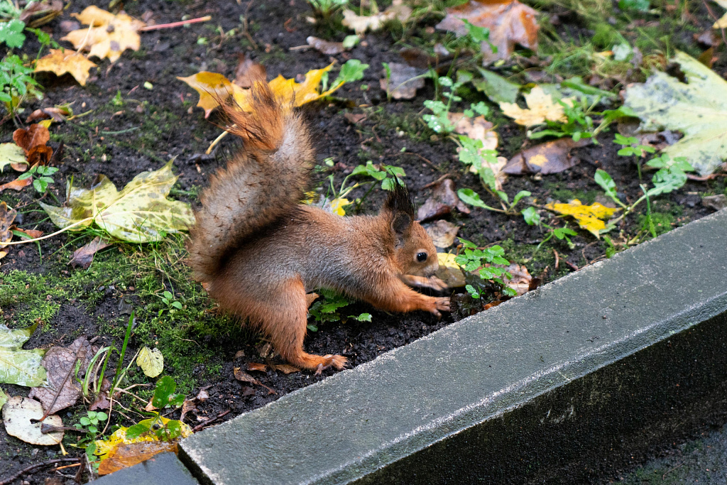Парк Сокольники. Изображение 8