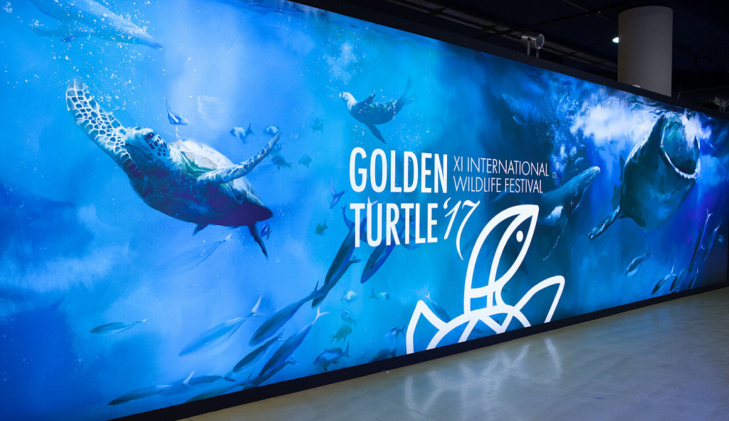 Фестиваль "Золотая черепаха". Изображение 1