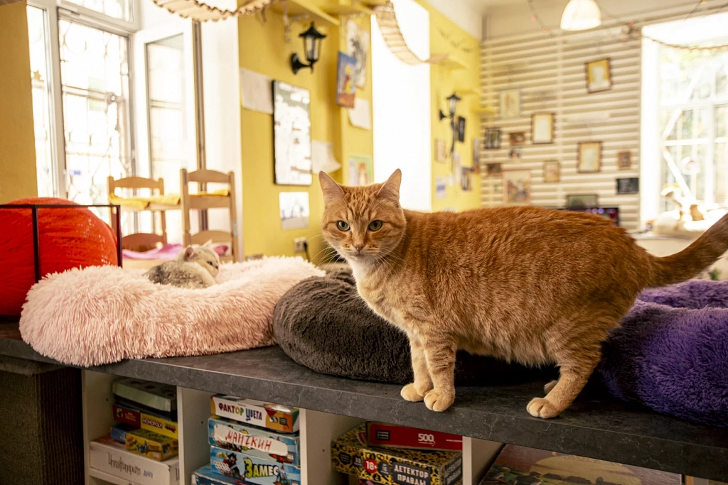 "Котофейня" на Маросейке. Изображение 1