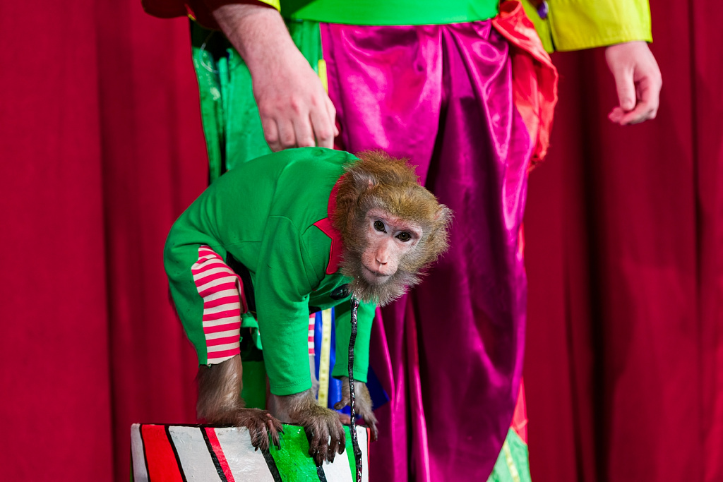 Пушистый цирк. Изображение 2