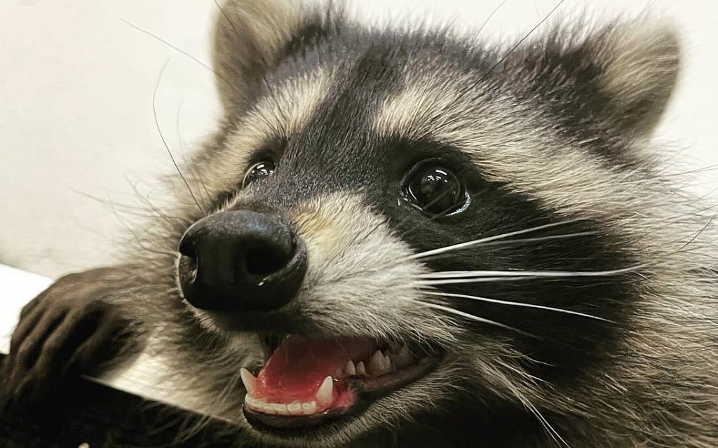 Антикафе "Пушистая братва". Изображение 3