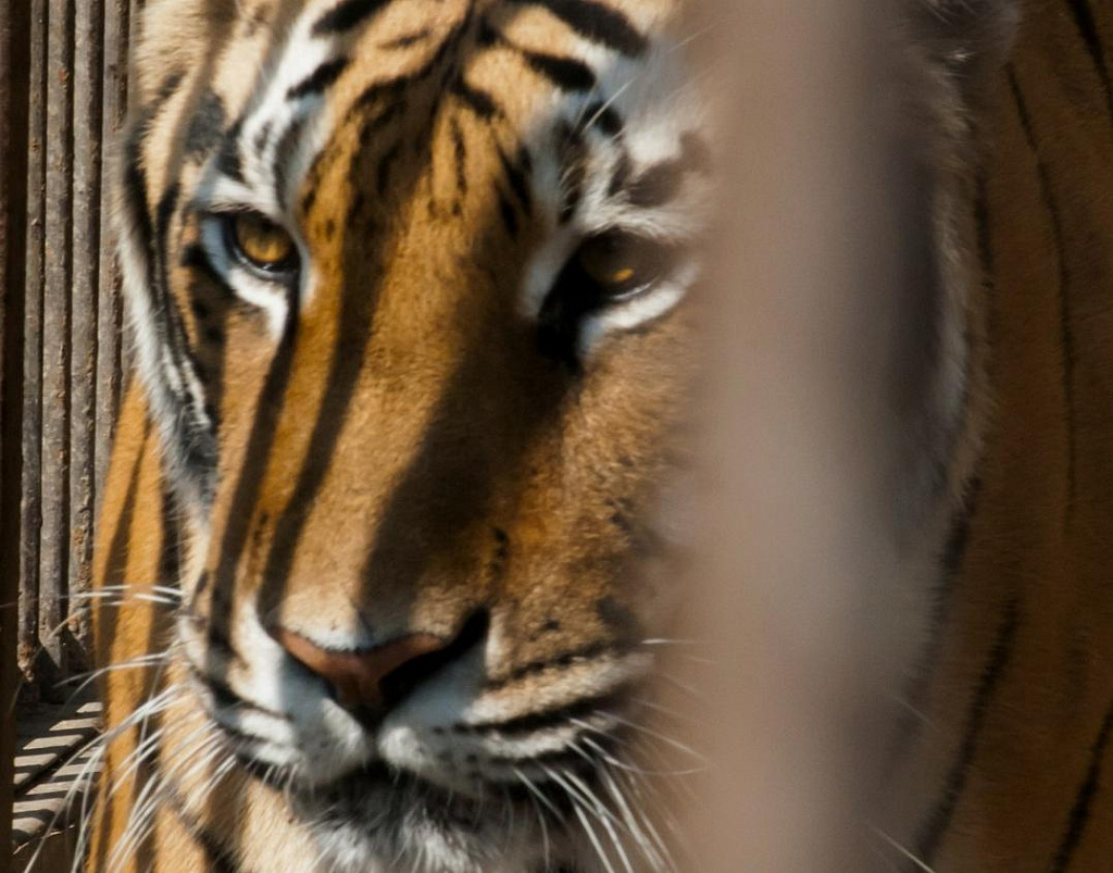 Планета обезьян. Изображение 12