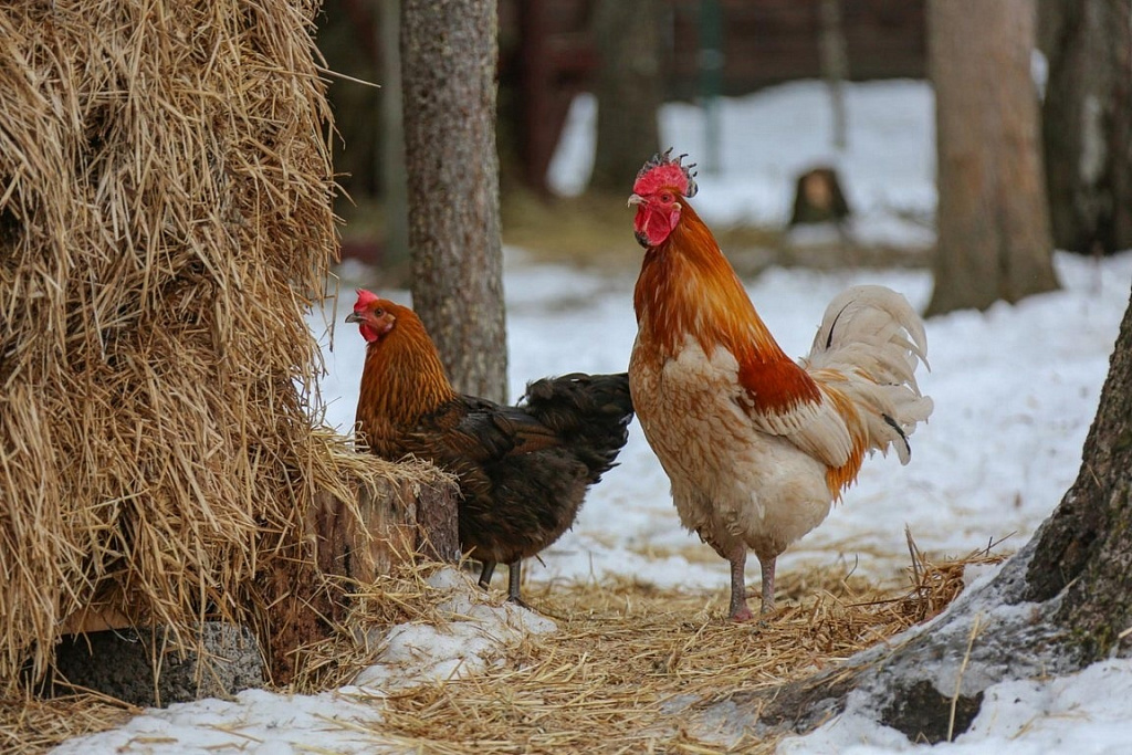 Живой уголок в Парке Патриот. Изображение 3