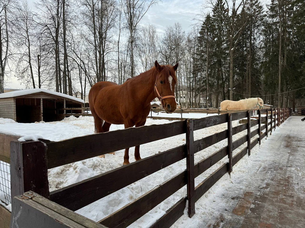 Зоопарк во Vnukovo Outlet Village. Изображение 11
