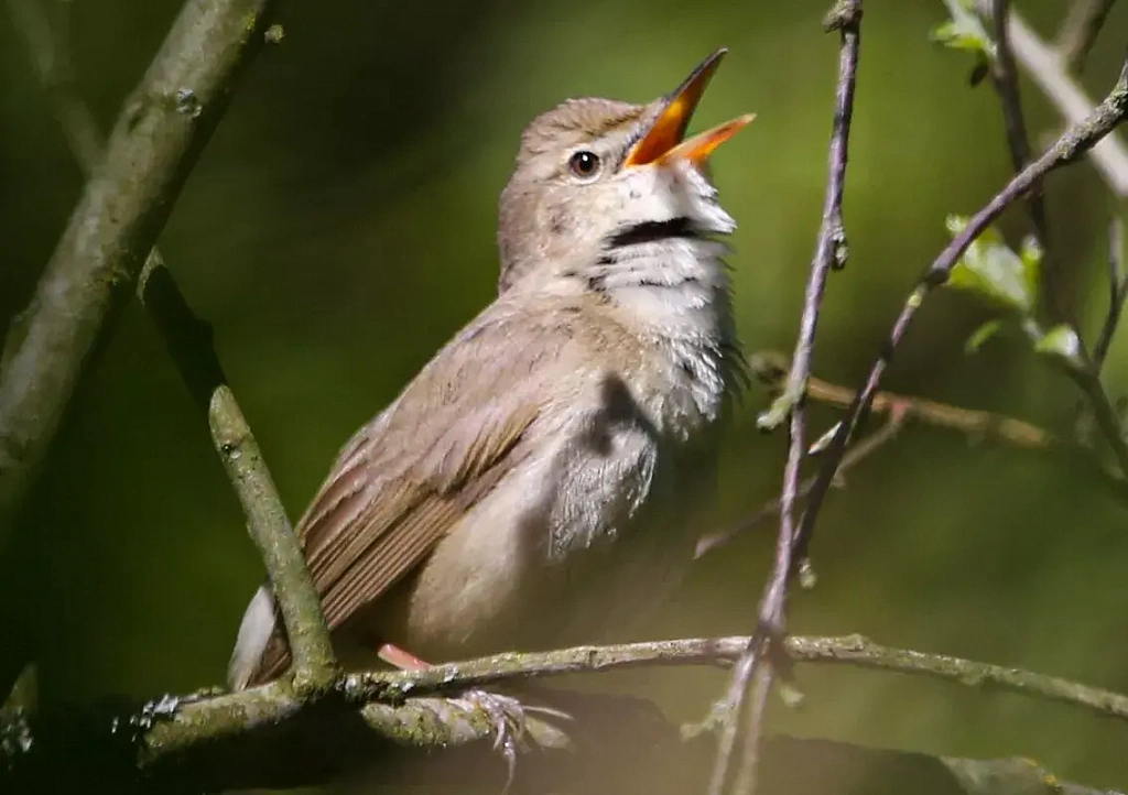 Экскурсия "В гости к птицам!". Изображение 1