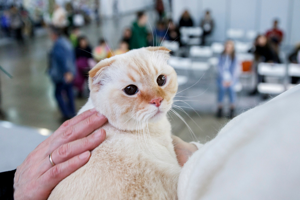 Зоофест 2025. Изображение 1