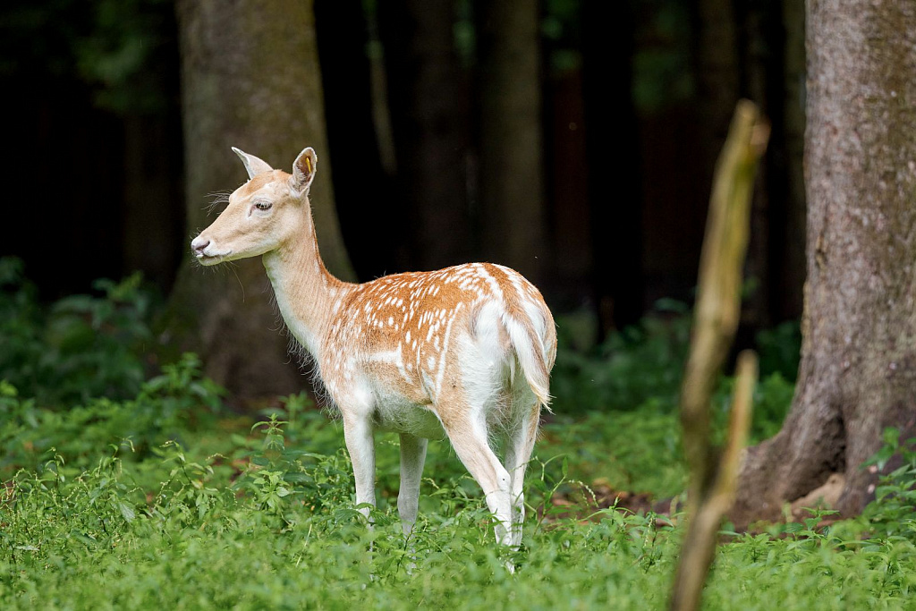 Экоцентр «Дом Лани». Изображение 9