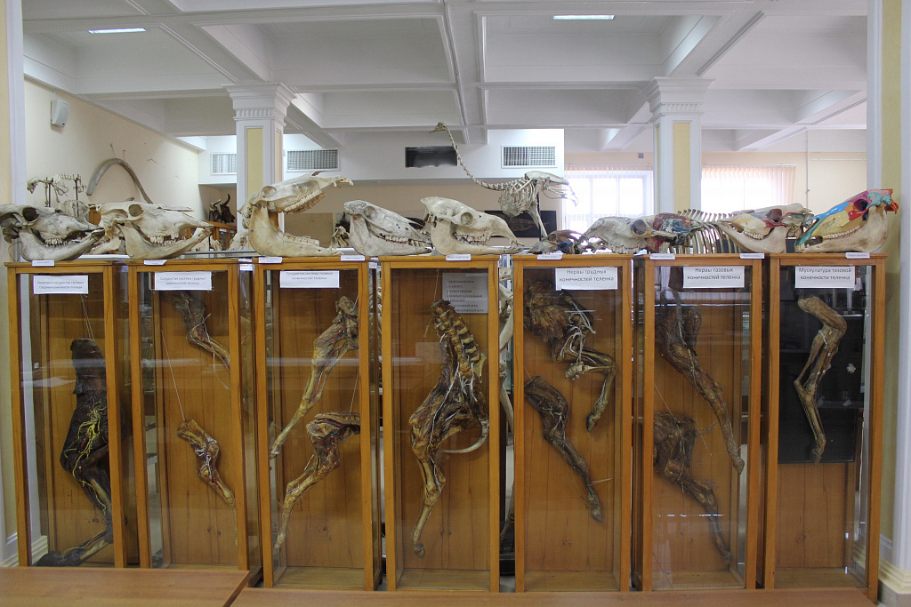 Музей Анатомии им. Б.К. Гиндце. Изображение 5
