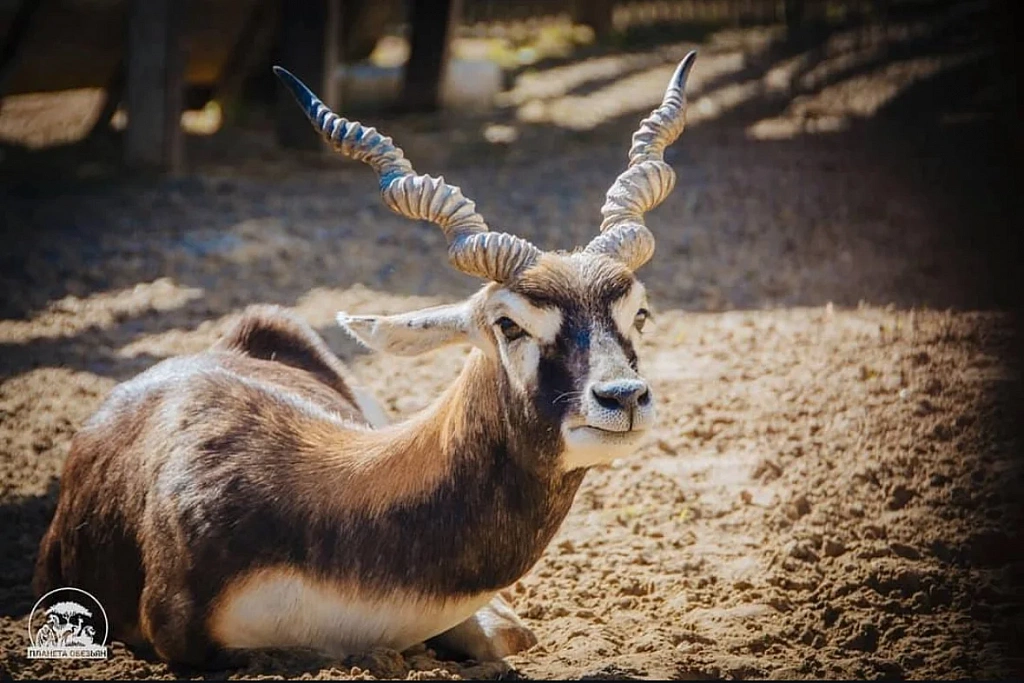 Планета обезьян. Изображение 9