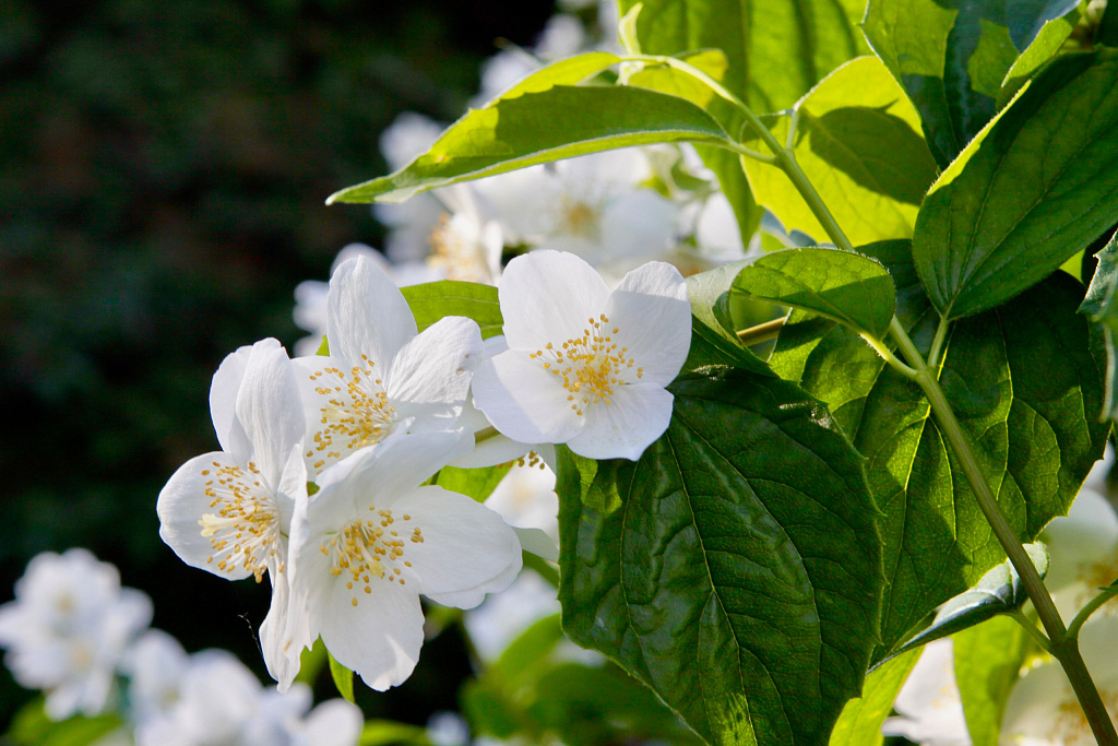 Ботанический Сад МГУ на Ленинских Горах. Изображение 3