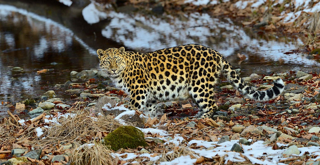 Фестиваль "Первозданная Россия". Изображение 6