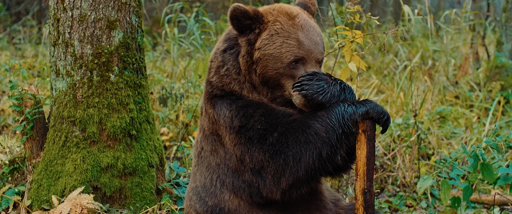 Мой папа — медведь. Изображение 5