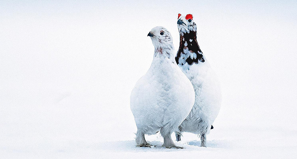 Фестиваль "Первозданная Россия". Изображение 3