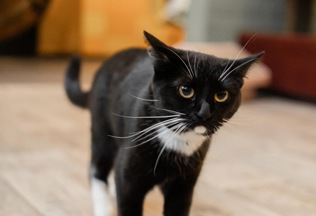 Котокафе "Котики: смена!". Изображение 12