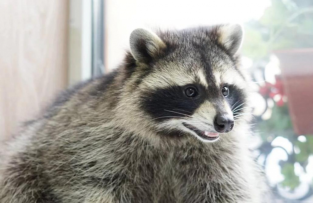 Антикафе "Пушистая братва". Изображение 6