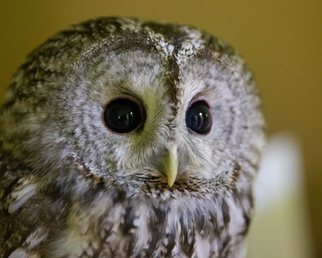 Антикафе "Совиный Дом" на Рижской. Изображение 4