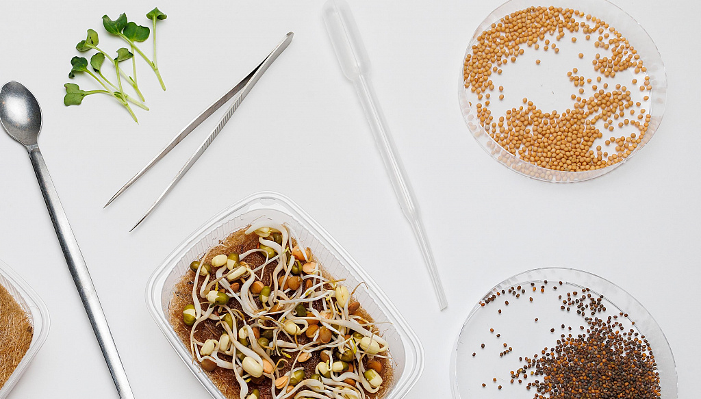 Лаборатория микрозелени. Изображение 2