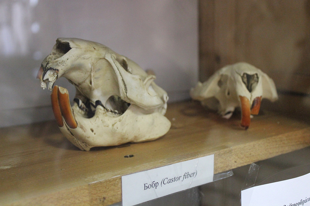 Музей Анатомии им. Б.К. Гиндце. Изображение 6