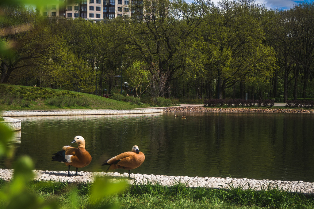 Парк "Дубки". Изображение 6