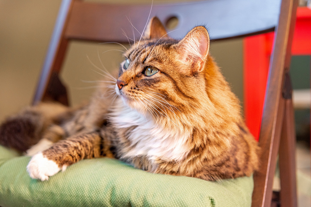 Котокафе "Котеешная №1". Изображение 7